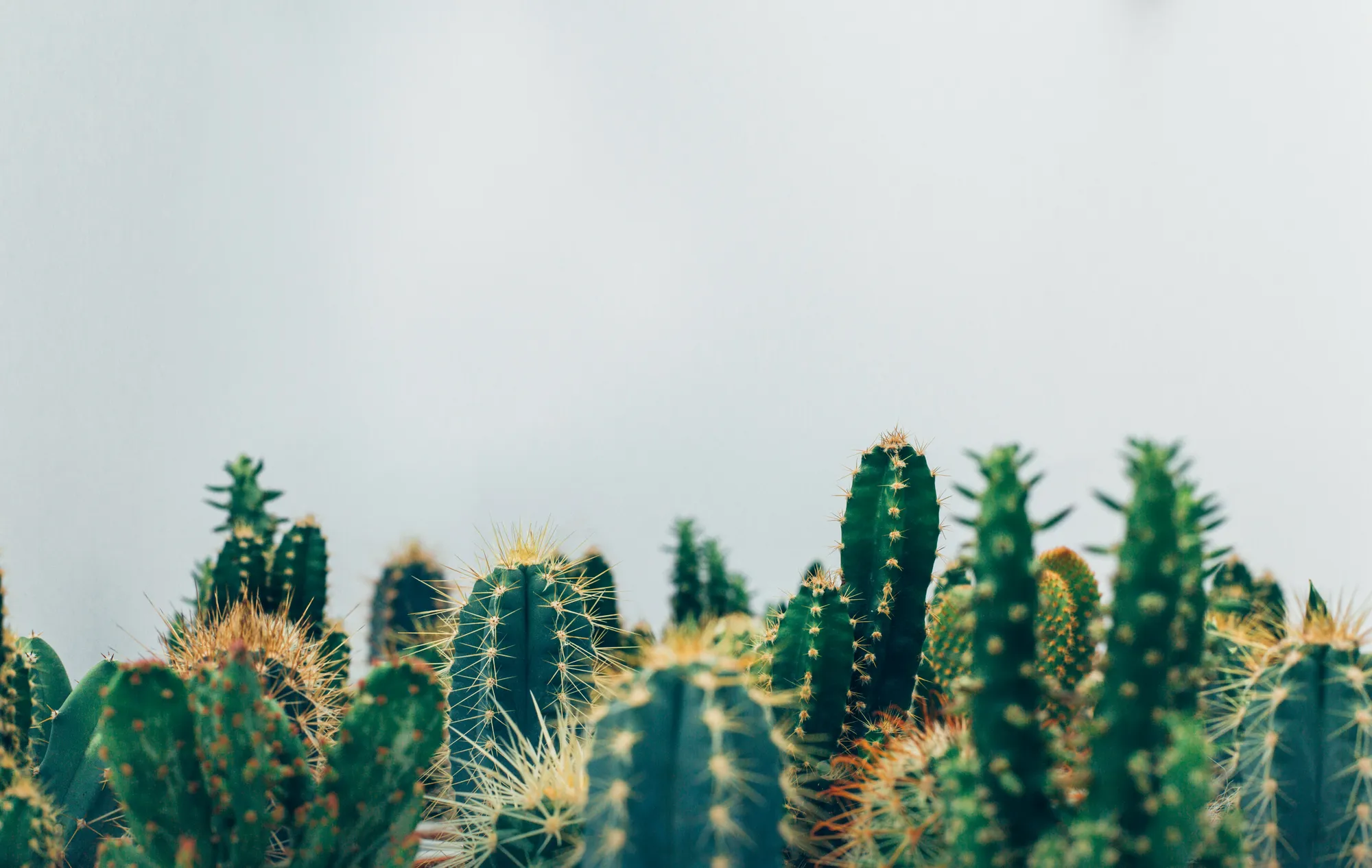 Kaktus (Photo by Thomas Verbruggen on Unsplash)