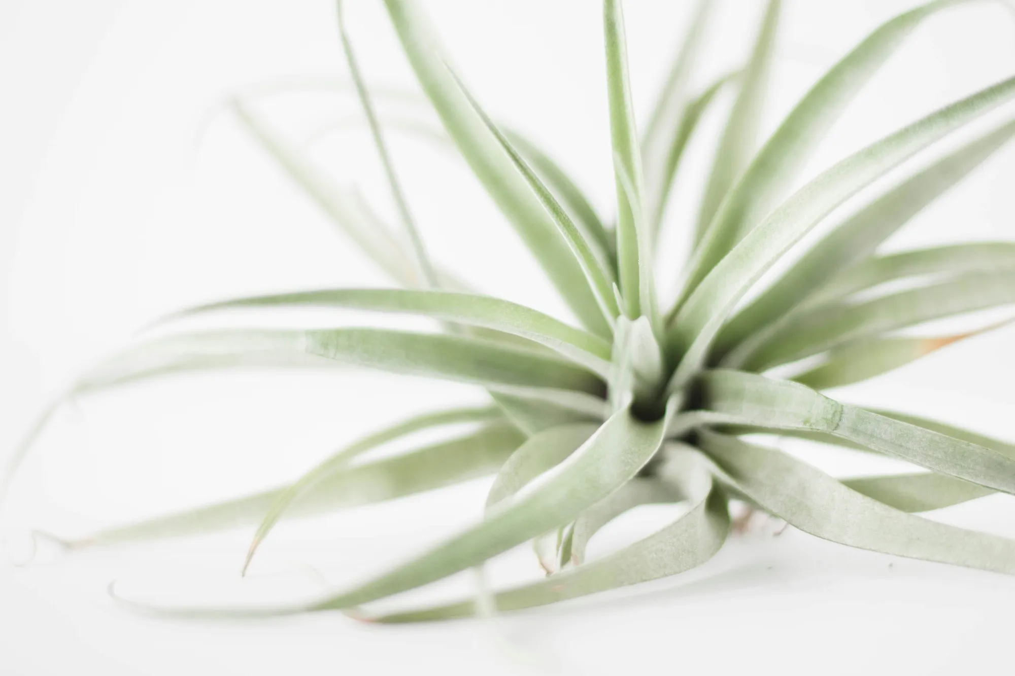 Tillandsia atau Tanaman Udara (Photo by Sarah Bronske on Unsplash)
