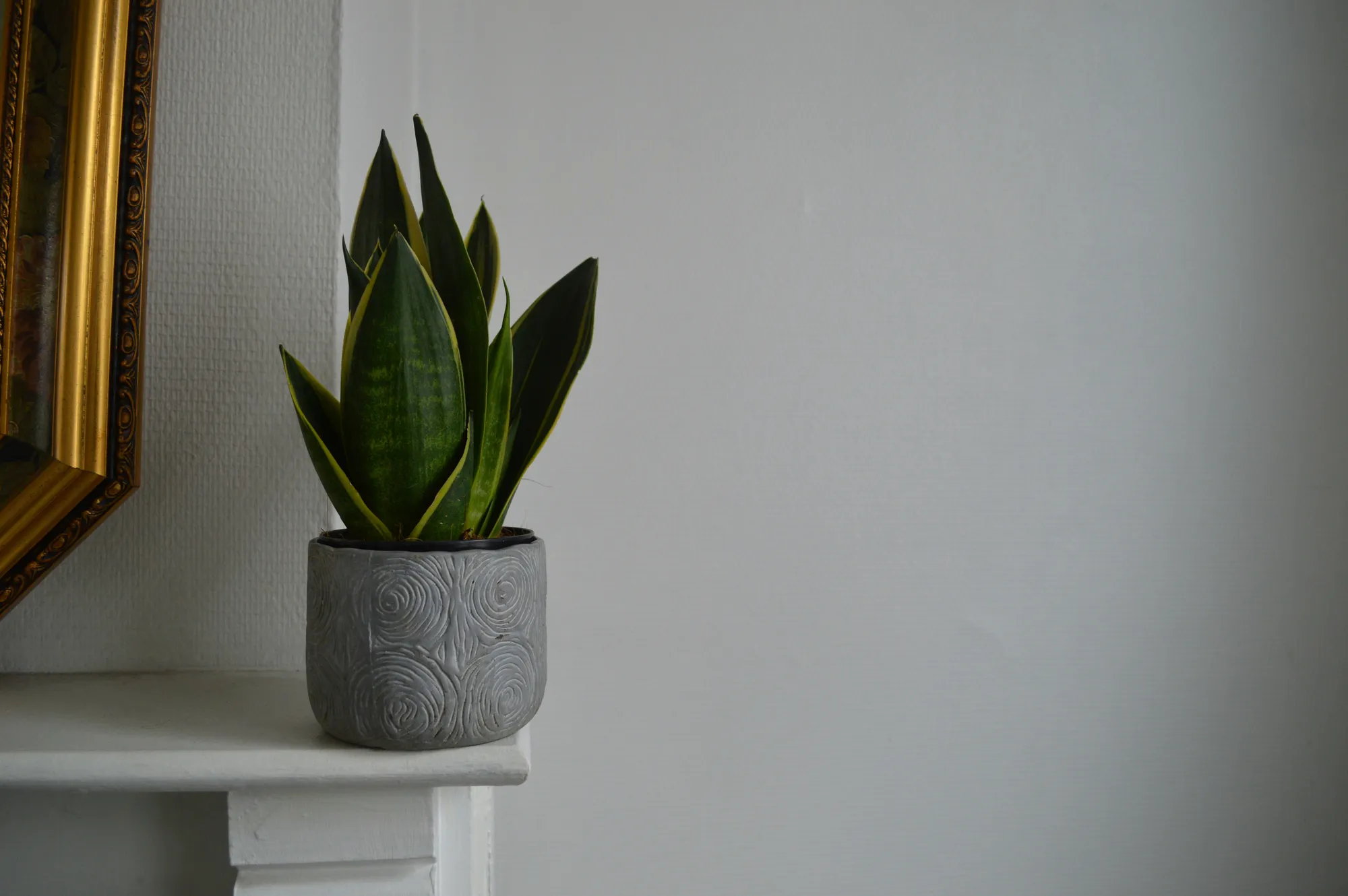 Lidah Mertua (Photo by Noyo creatif on Unsplash)