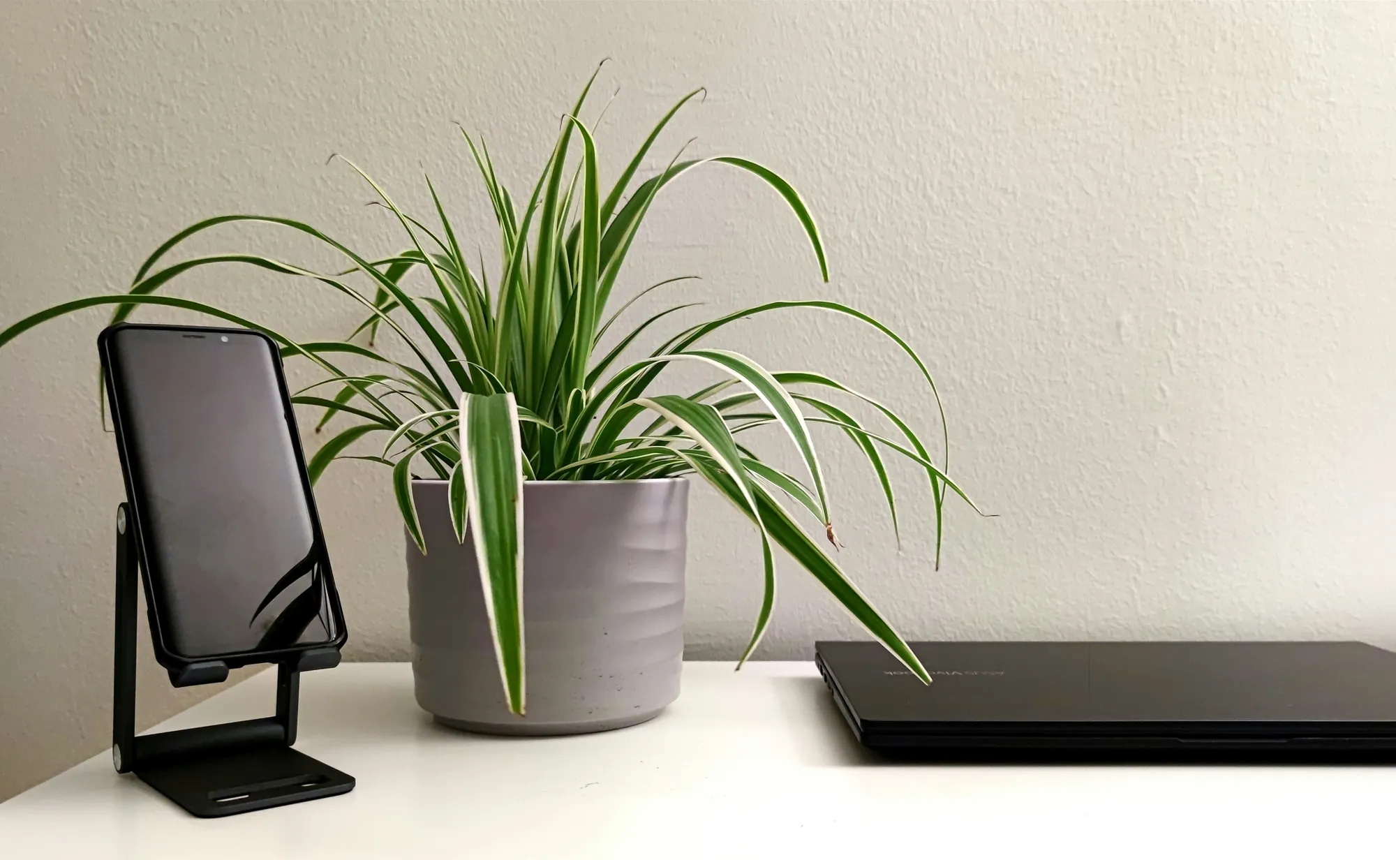 Spider Plant atau Lili Paris (Photo by Wahid Sadiq on Unsplash)