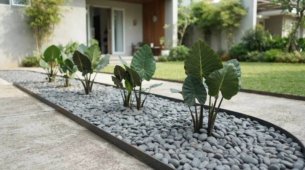 Taman Minimalis dengan Alocasia dan Koral Abu-Abu/Foto: AI Generated