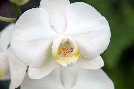 Anggrek Bulan (Phalaenopsis). Foto: Wikipedia
