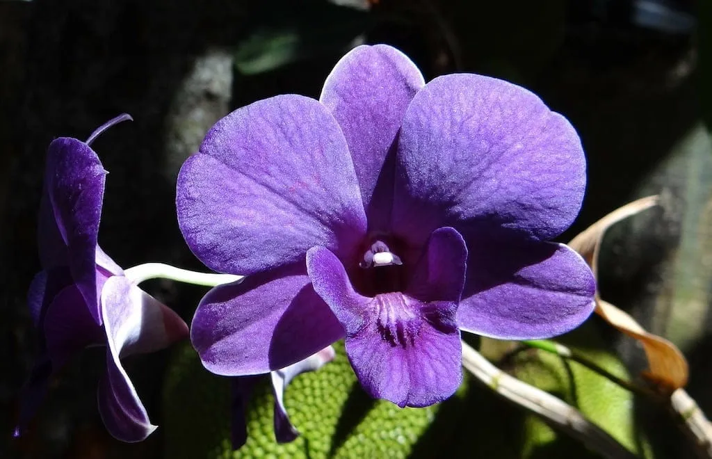 Anggrek Dendrobium. Foto: CV Pradipta Paramita