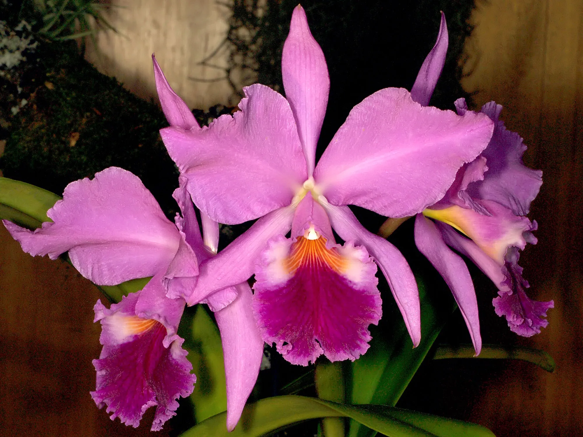 Anggrek Cattleya. Foto: Wikimedia