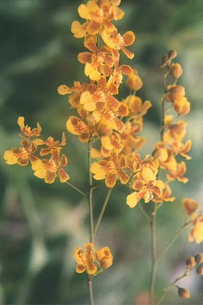 Anggrek Oncidium. Foto: Wikimedia