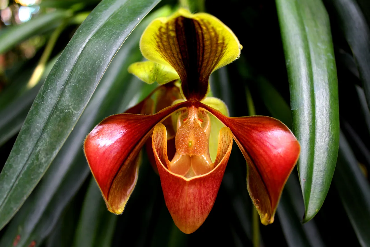 Anggrek Kantung (Paphiopedilum). Foto: icon0com form PxHere