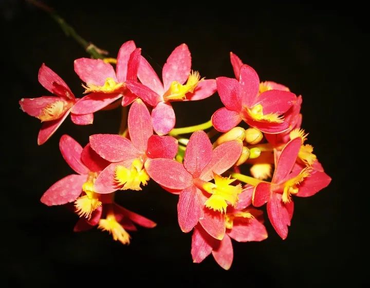 Anggrek Epidendrum. Foto: PxHere