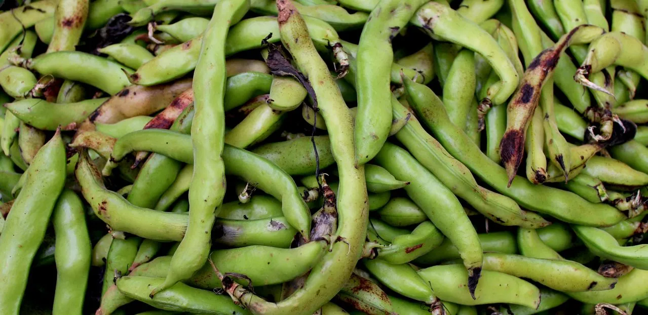 Sayuran yang Dapat Dipanen Dalam Waktu 60 Hari (Foto: Pexels)