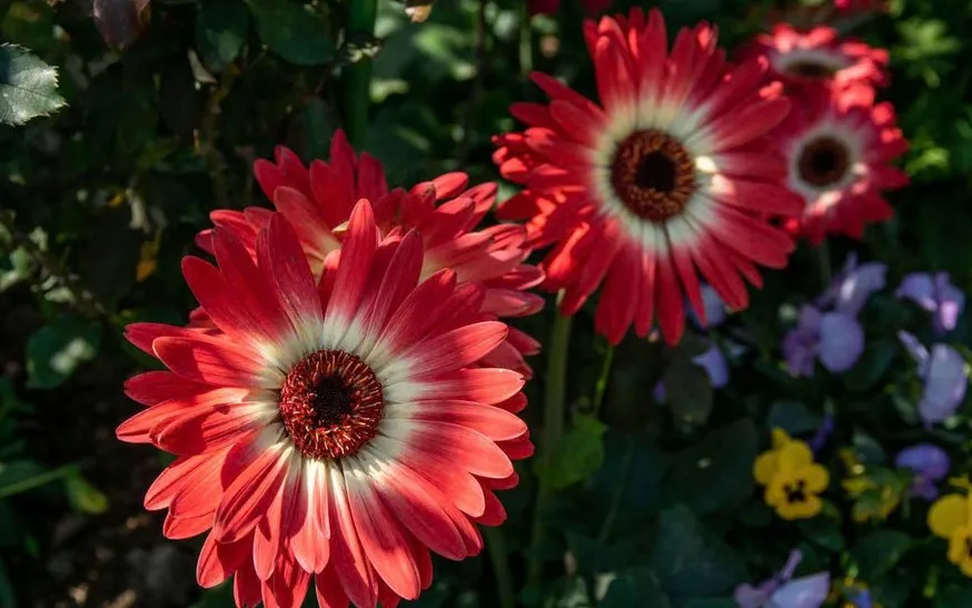 ilustrasi gerbera (pexels.com/Sheng-lu Wu)