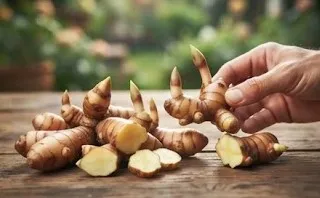 Cara Menanam Kencur dari Rimpang di Pot Rumah (AI Generated)