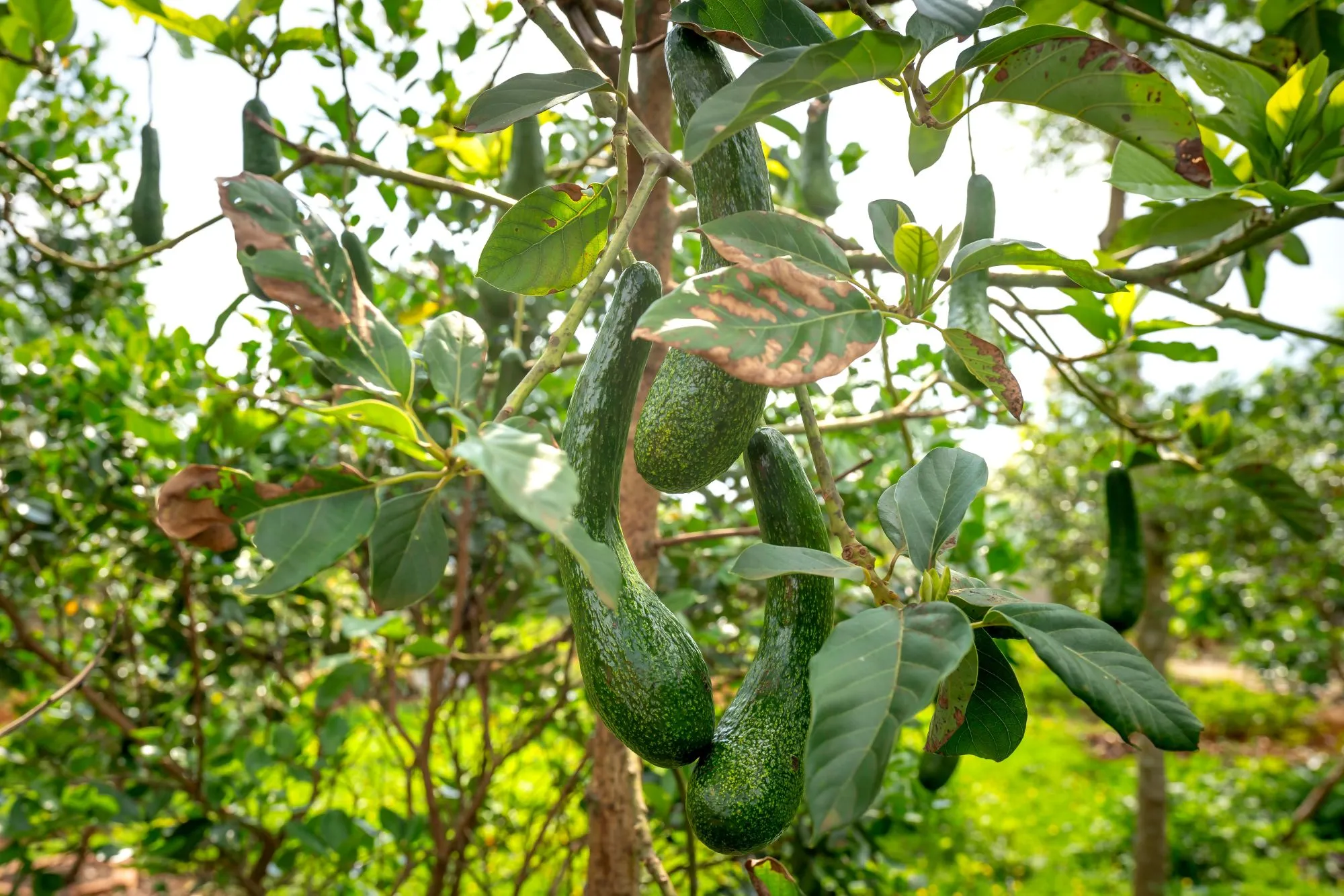 Ilustrasi Pohon Alpukat (Photo by Quang Nguyen Vinh on Pexels)