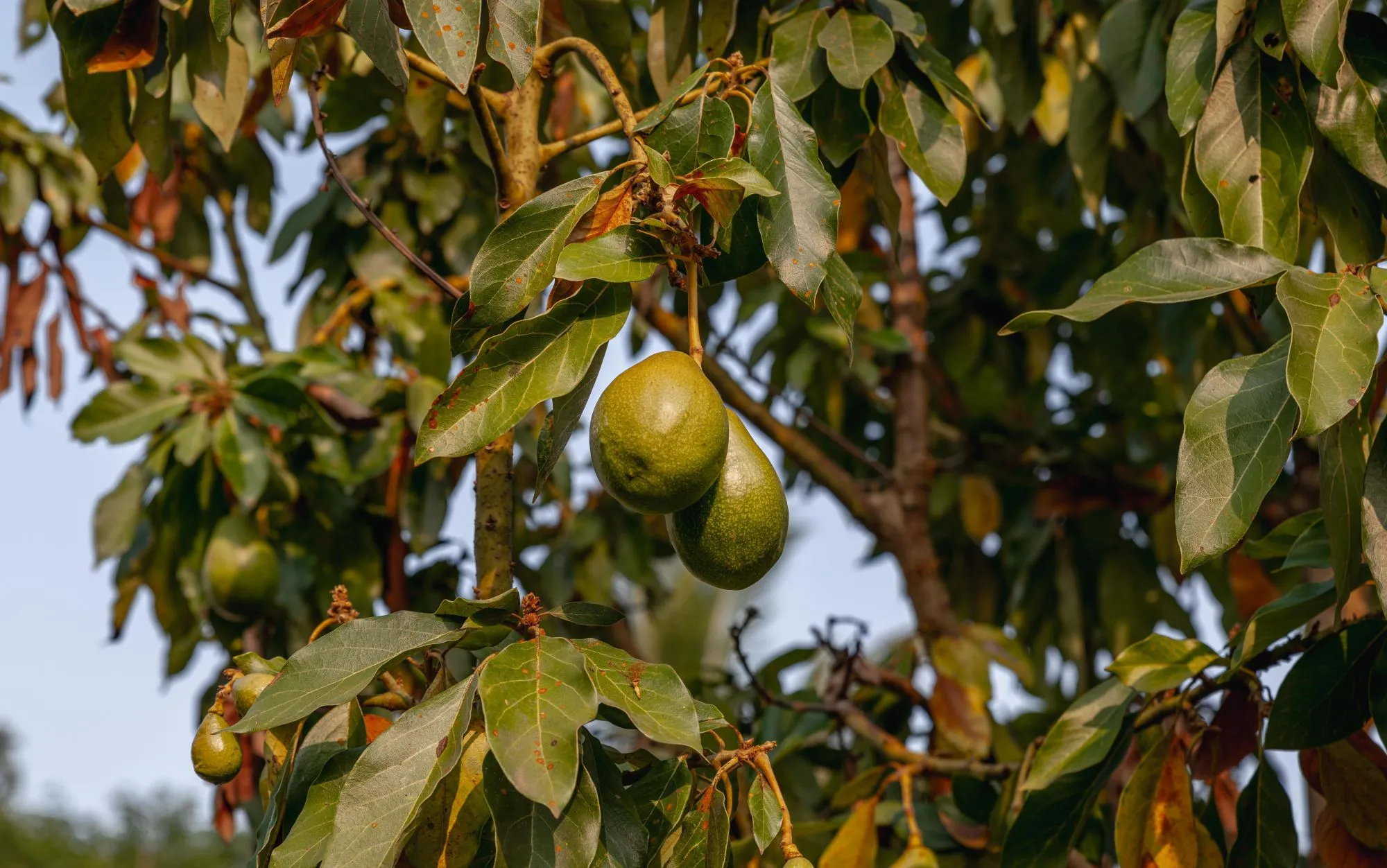 Ilustrasi Pohon Alpukat (Photo by Roman Saienko on Pexels)