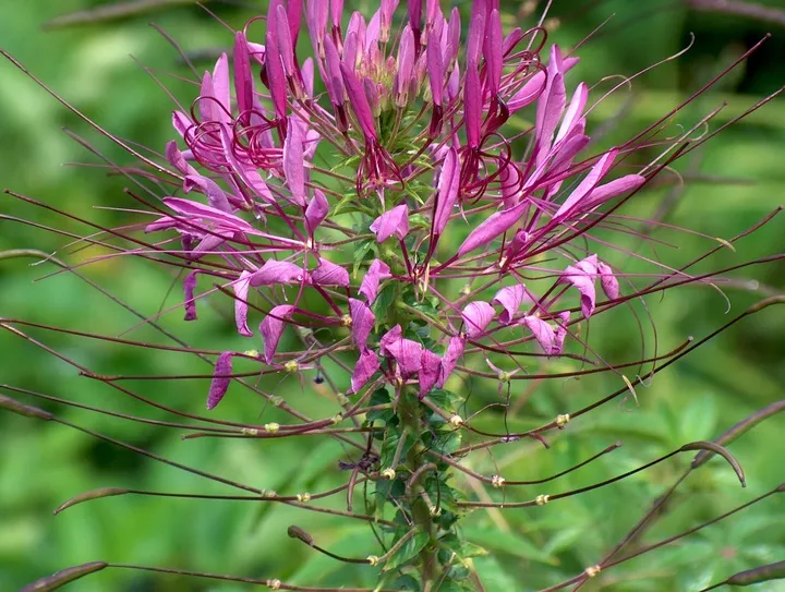 Tanaman Laba-laba (Spider Plant / Chlorophytum comosum). Foto: Px Here