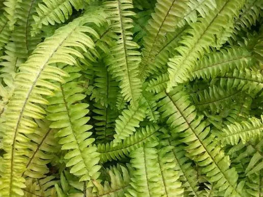 Pakis Boston (Boston Fern / Nephrolepis exaltata). Foto: Px Here