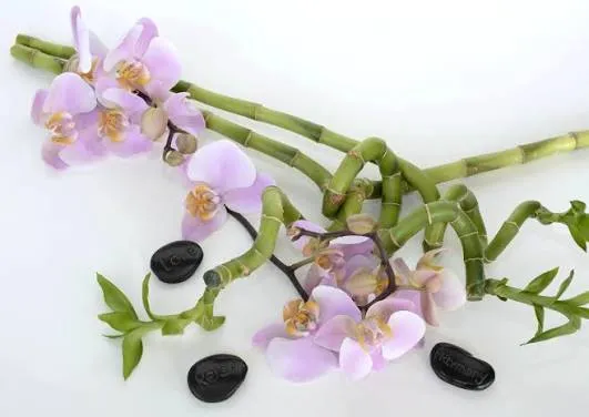 Bambu Keberuntungan (Lucky Bamboo / Dracaena sanderiana). Foto: Px Here