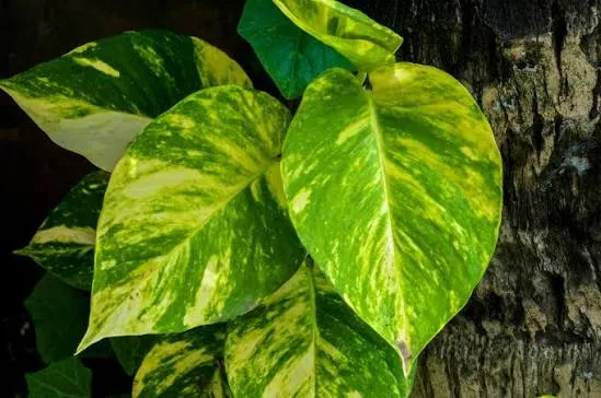 Sirih Gading (Pothos / Epipremnum aureum). Foto: Wikipedia