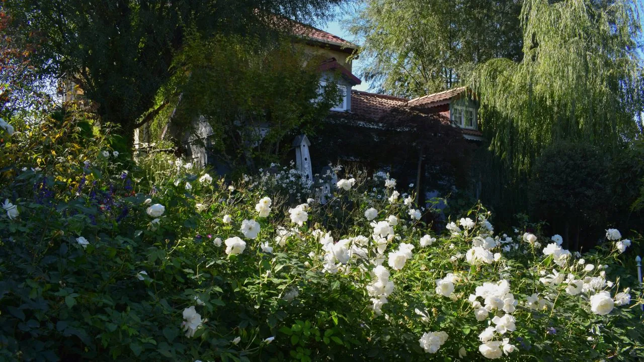 Ilustrasi Tanaman Bunga Gardenia (Photo by Alex Batonisashvili on Unsplash)