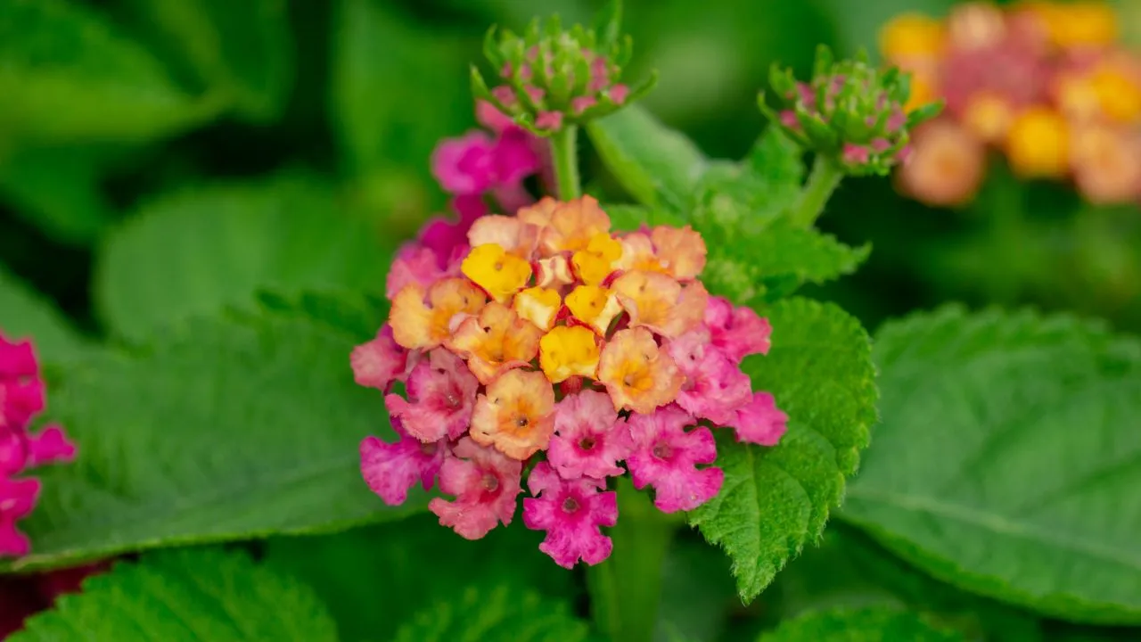 Ilustrasi Tanaman Bunga Lantana (Photo by Aravind Reddy Tarugu on Unsplash)
