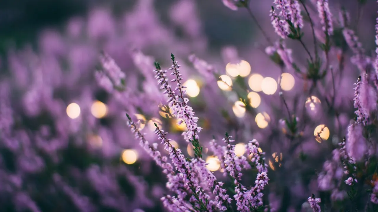 Ilustrasi Tanaman Bunga Lavender (Photo by Daiga Ellaby on Unsplash)