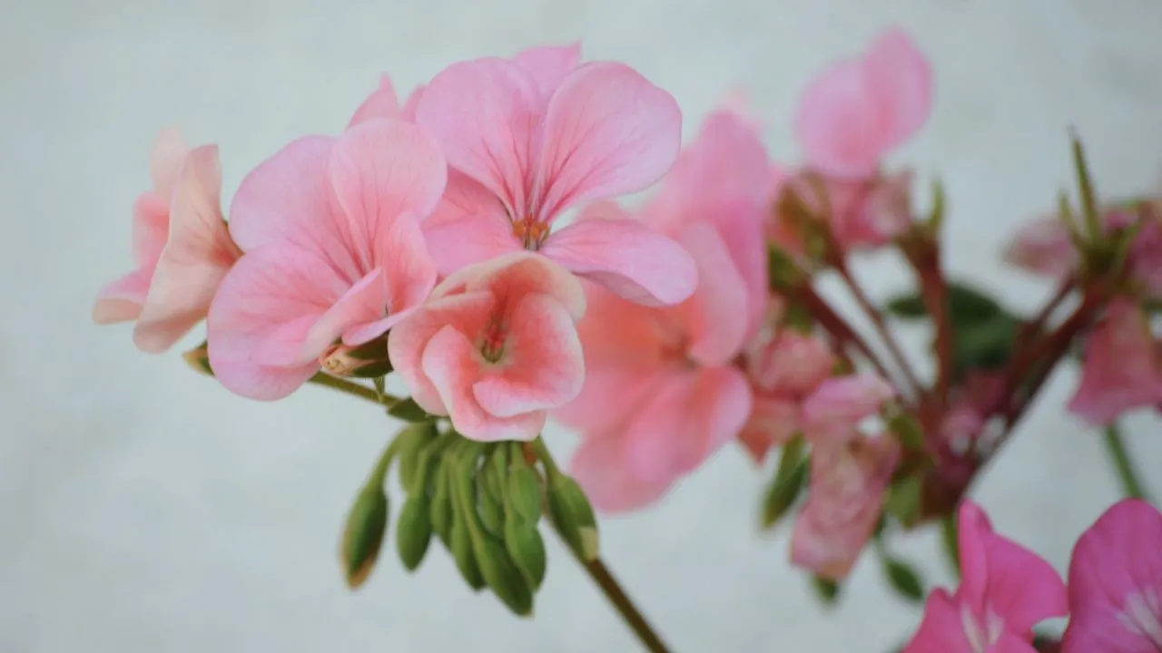 Ilustrasi Tanaman Bunga Geranium Wangi (Photo by JOGphotos on Unsplash)
