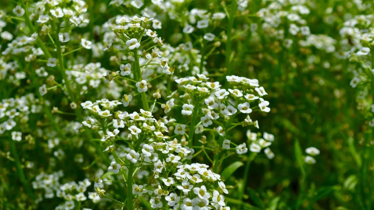 Ilustrasi Tanaman Bunga Sweet Alyssum (Photo by Emily Moynihan on Unsplash)