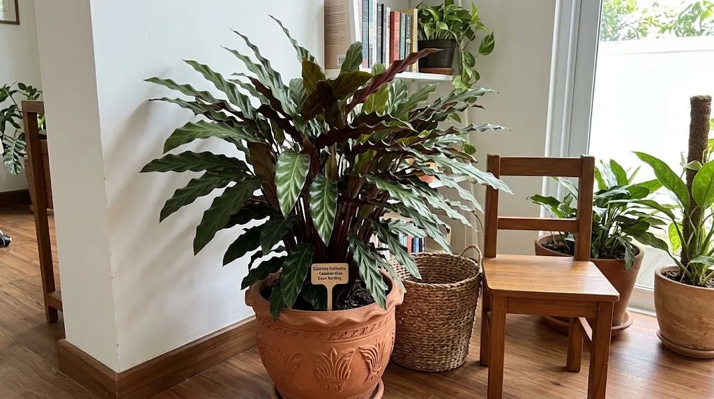 Calathea Rufibarba. [AI Generated]