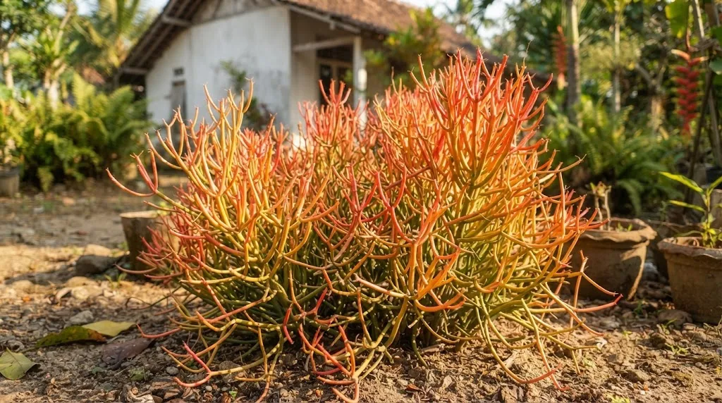 Patah Tulang Merah (Sticks on Fire). (AI Generated)