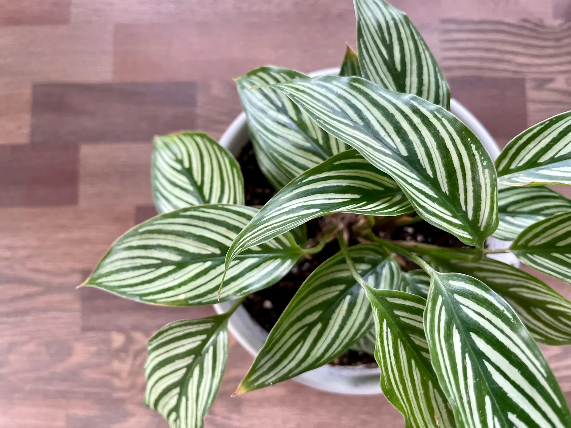 Calathea. (Steve DiMatteo/Unsplash)
