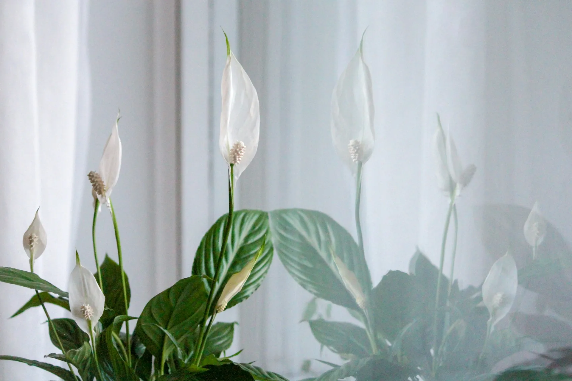 Peace Lily. (Outi Marjaana/Unsplash)