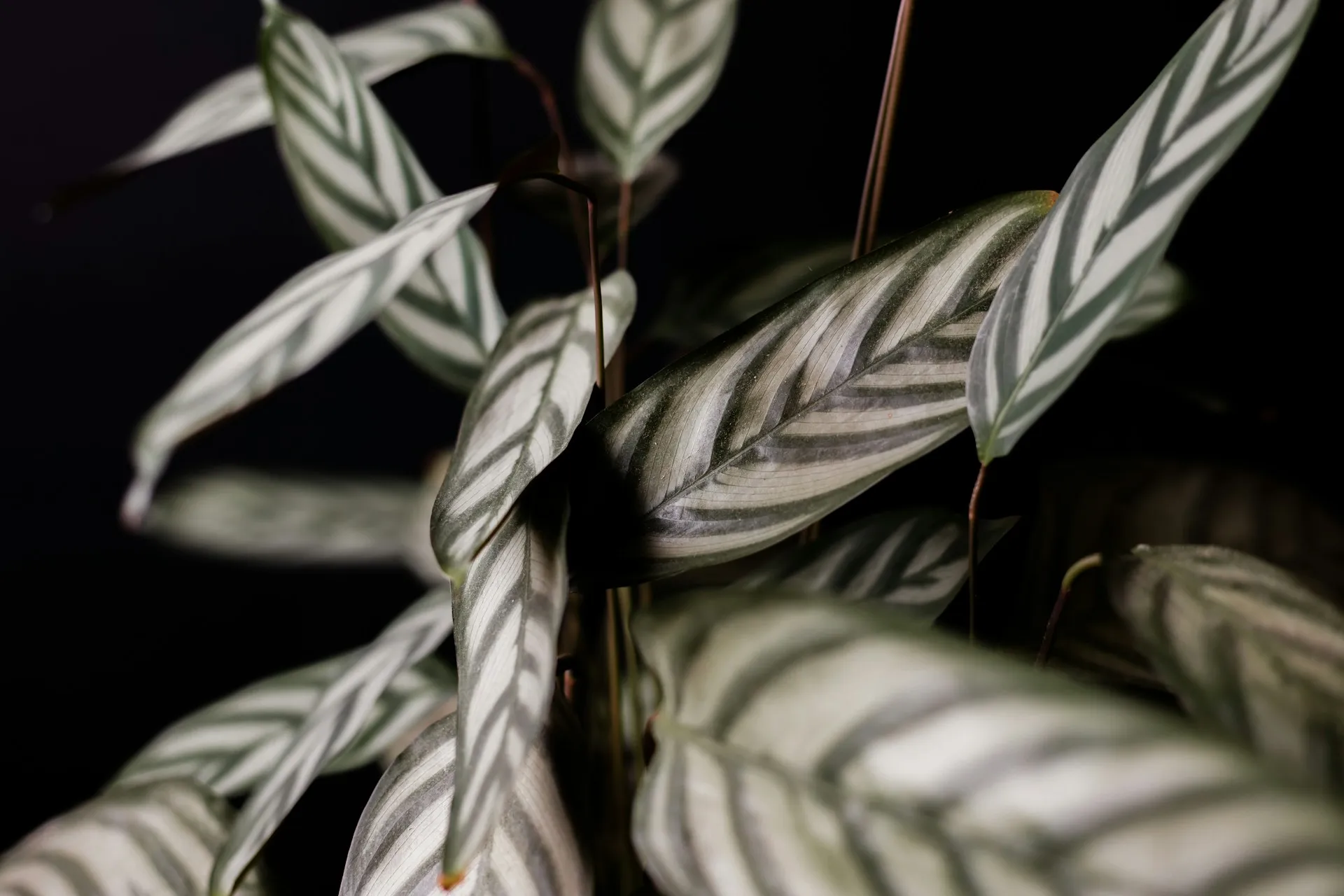 Never-Never Plant. (Jovan Vasiljević/Unsplash)