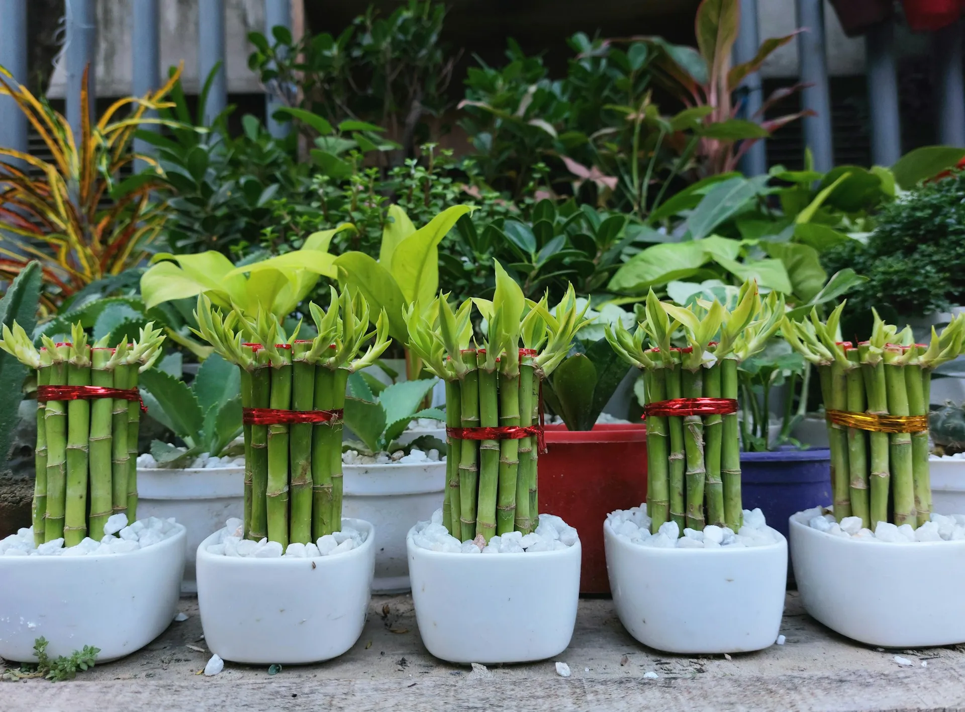 Lucky Bamboo. (Toushif Alam/Unsplash)