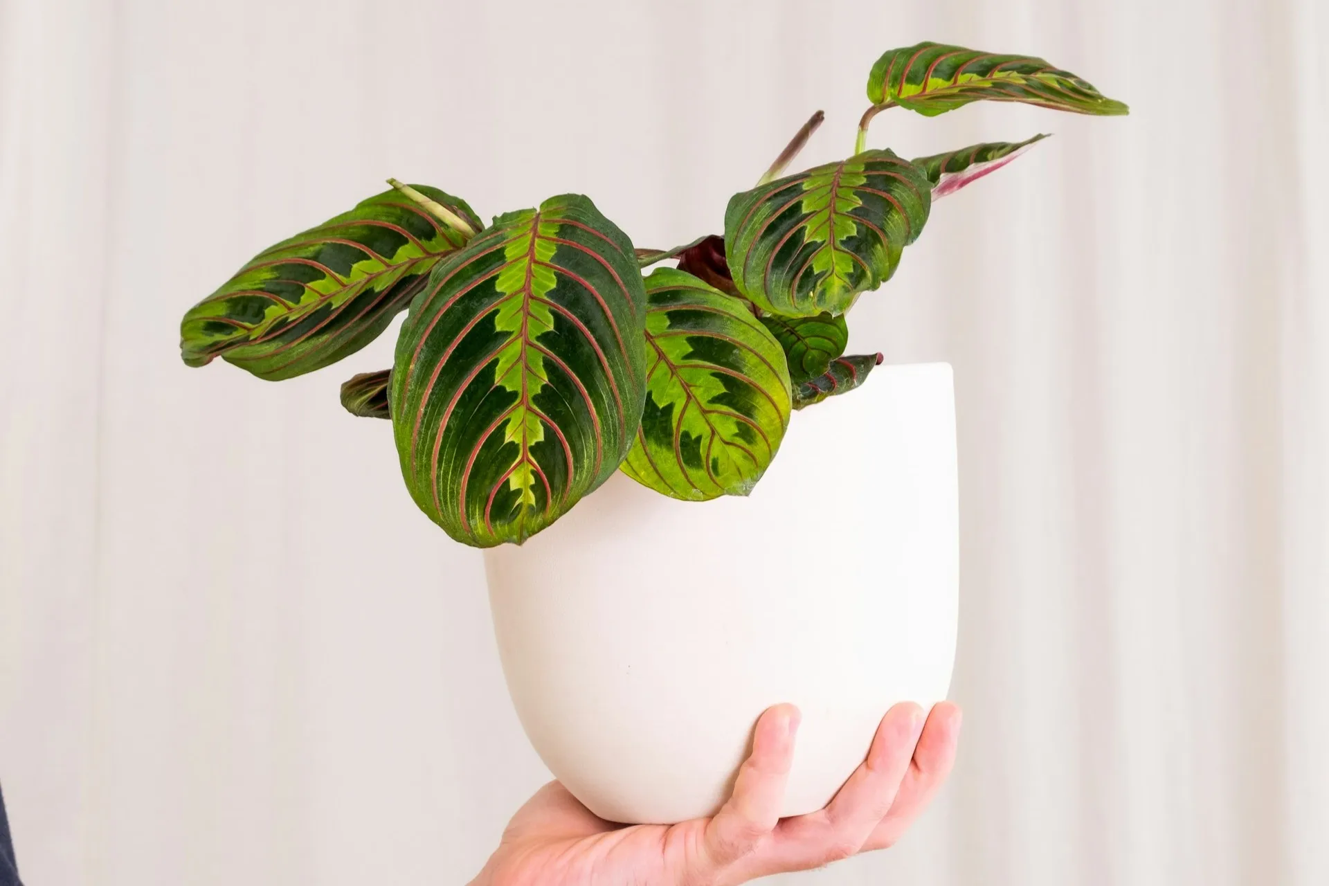 Prayer Plant. (feey/Unsplash)