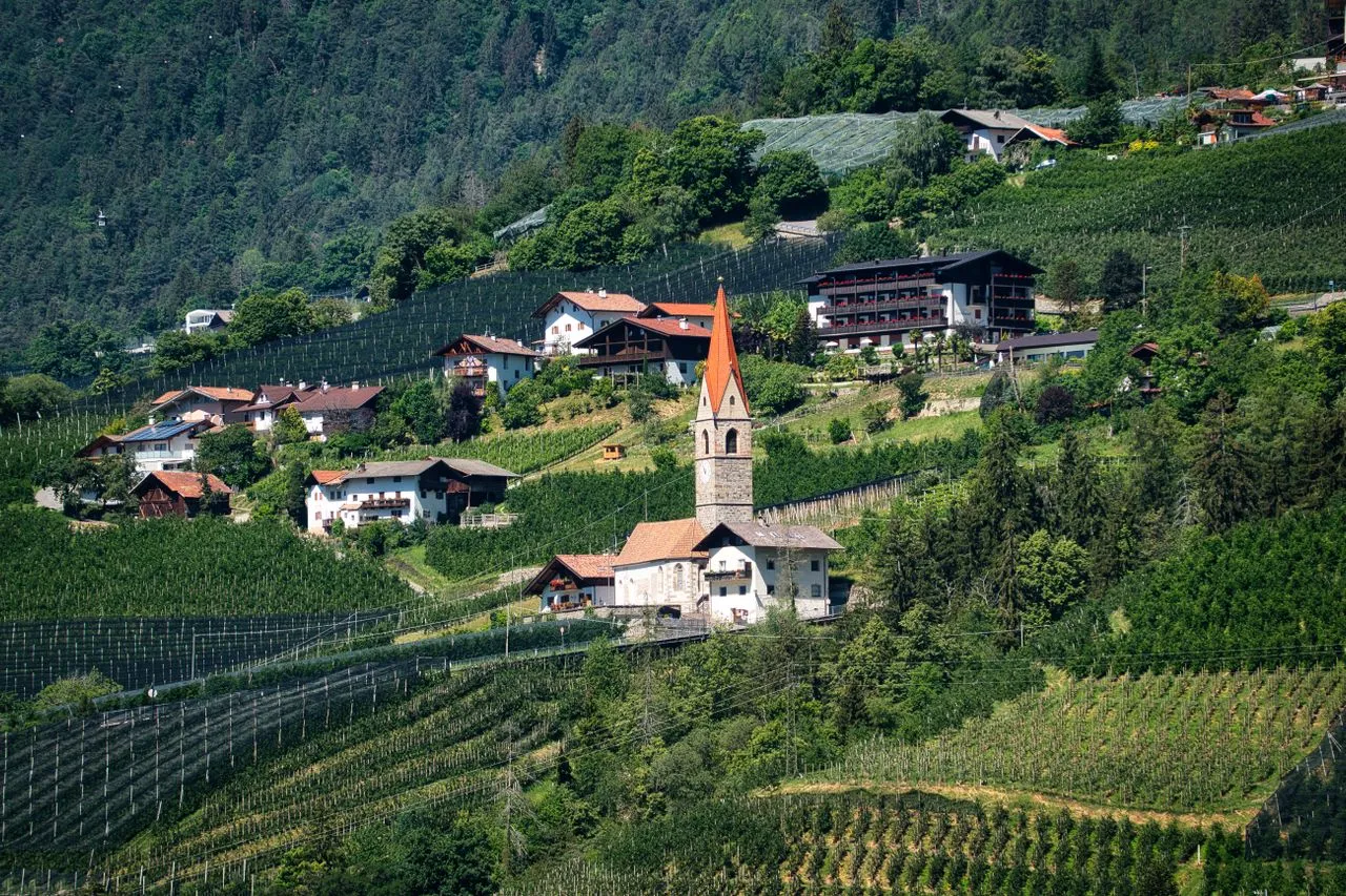 Wina (Photo by Joerg Hartmann on pexels)