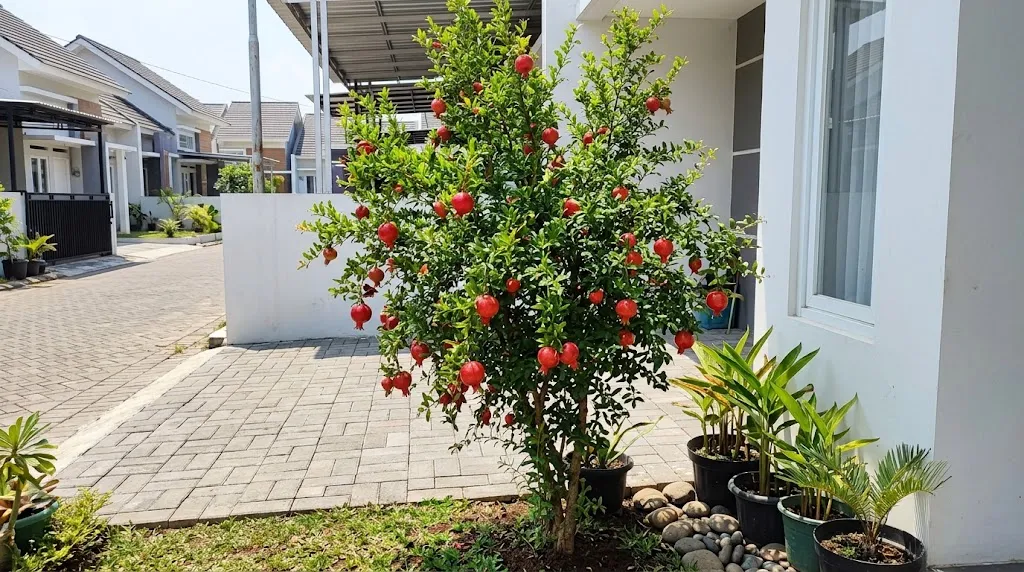 Pohon delima kerdil. [AI Generated]