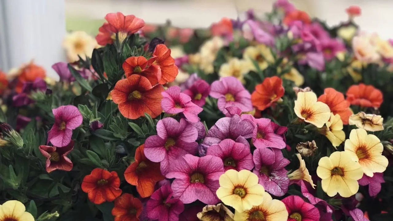 Ilustrasi Bunga Petunia/Photo by Emma Henderson on Unsplash