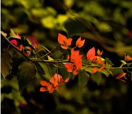 Unsplash by MD MOKSEDUL ISLAM SIFAT
