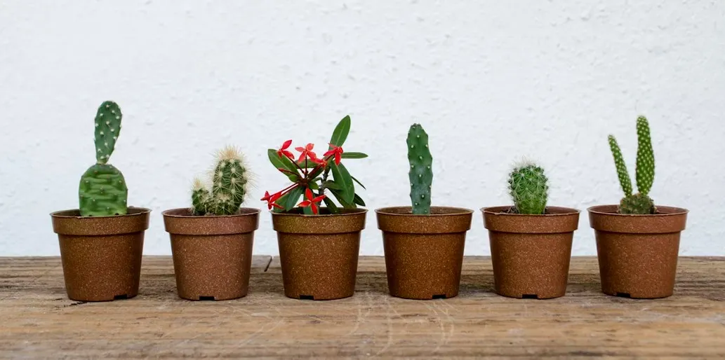 MacDonald Almeida