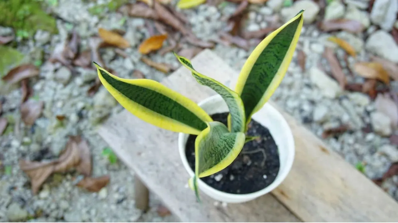 Lidah Mertua