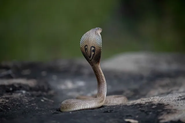 Cara Menyikapi Mimpi Dikejar Ular (c) unsplash.com