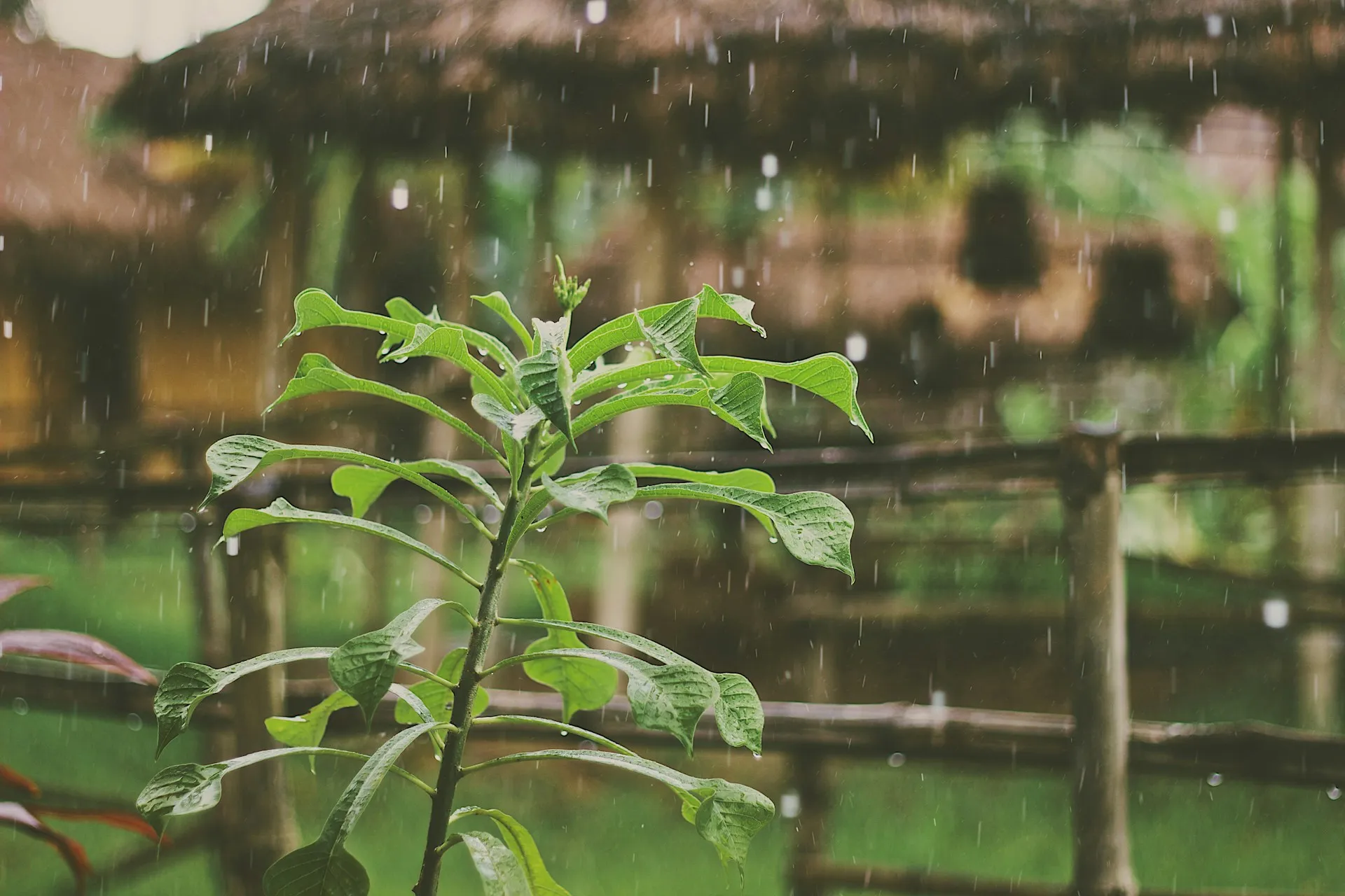 Tetesan air hujan (credit: Unsplash)