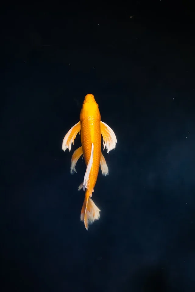 Ikan Mas dalam Tradisi dan Budaya di Berbagai Negara (c) unsplash.com