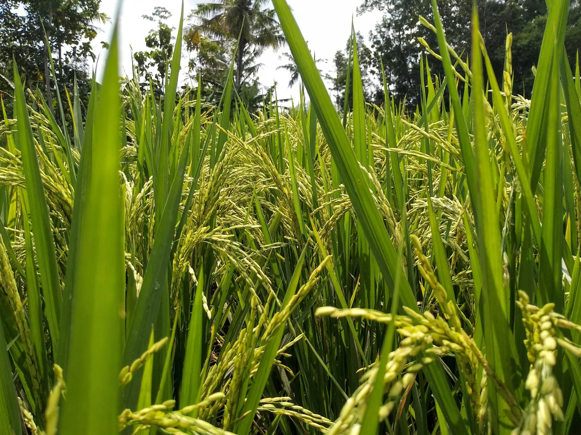 Tanaman padi (credit: Unsplash)