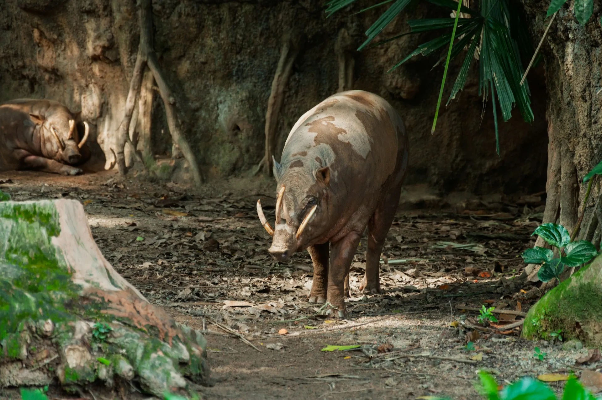 Babi berlumpur (credit: Unsplash)