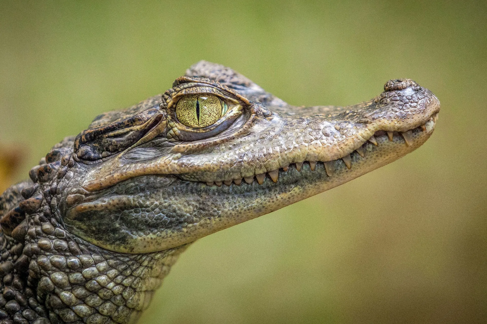 Close up wajah buaya (credit Unsplash)