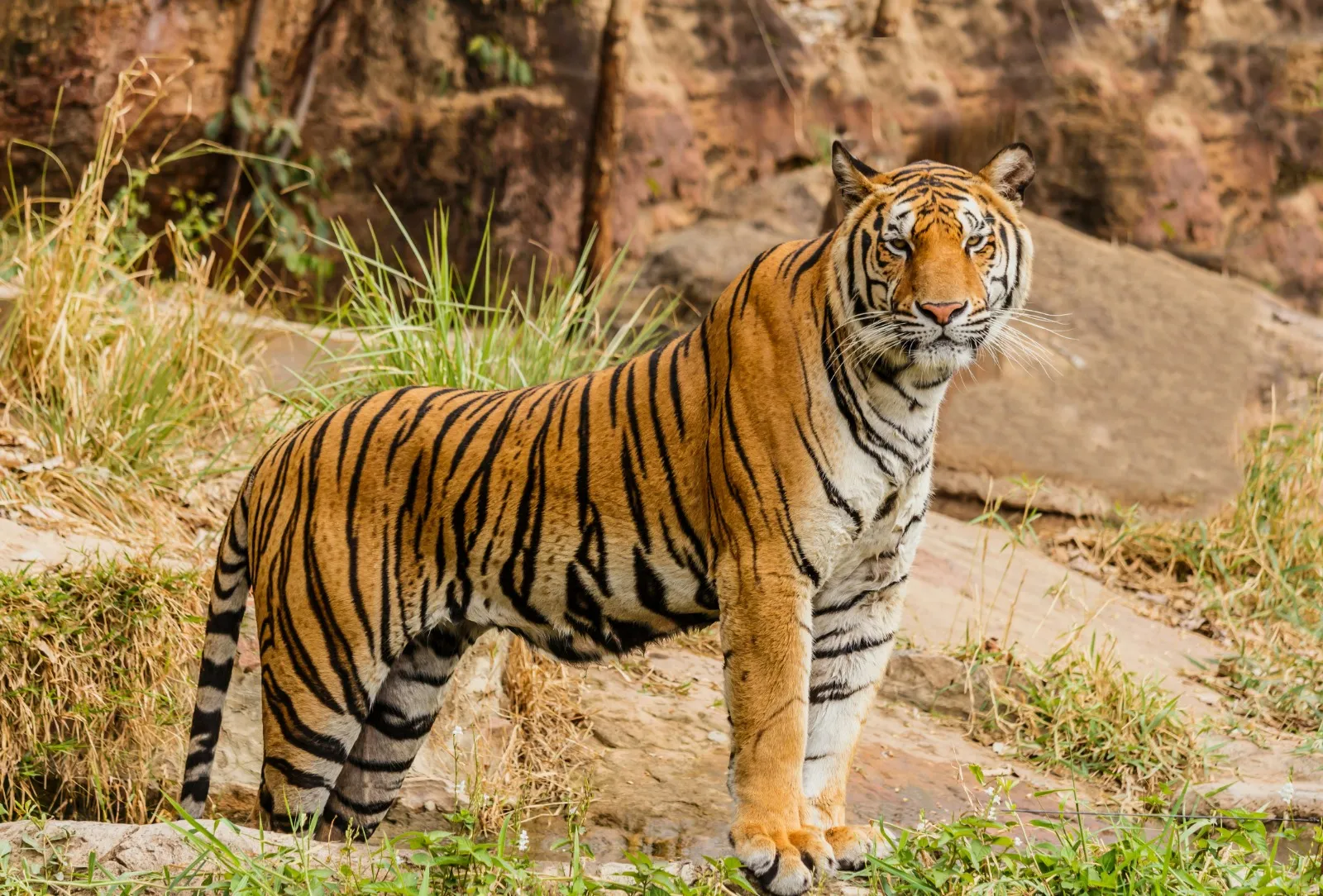 Cara Bijak Menyikapi Mimpi Dikejar Harimau (credit:unsplash.com/id/@agord70345203222008)