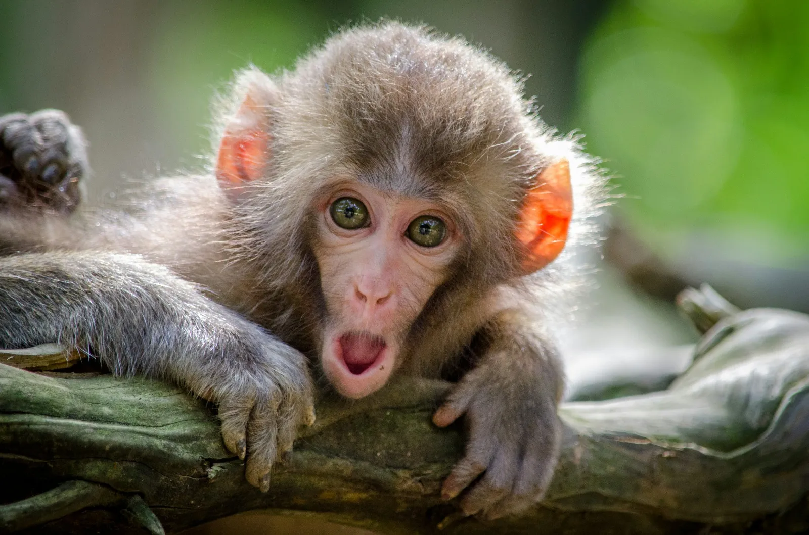 Pengertian dan Makna Umum Mimpi Dikejar Monyet (credit:unsplash.com/id/@haughters)