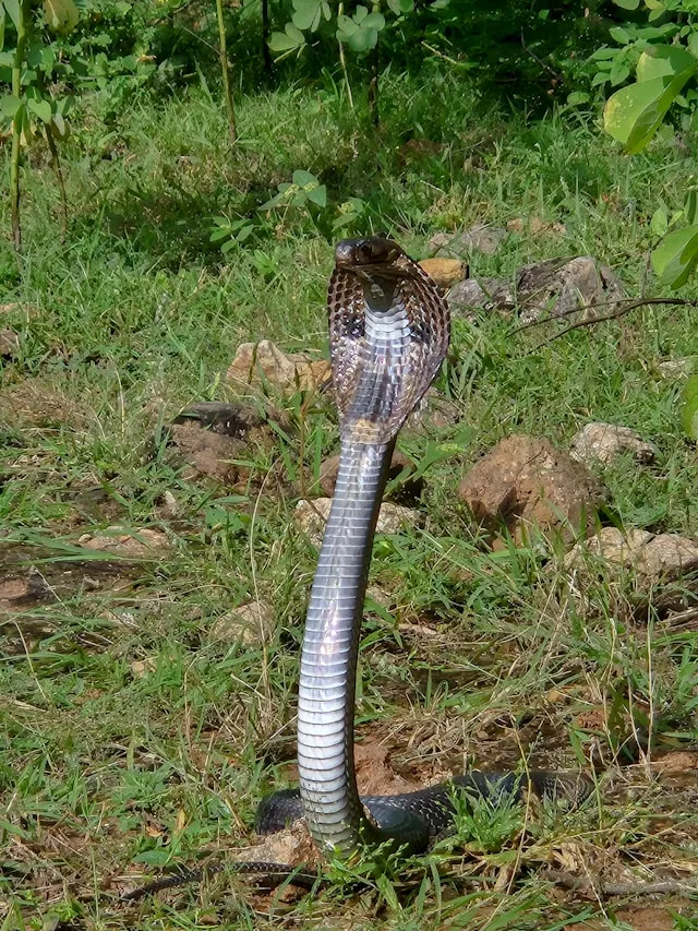 Definisi dan Latar Belakang Mimpi Dipatok Ular Kobra (c) unsplash.com
