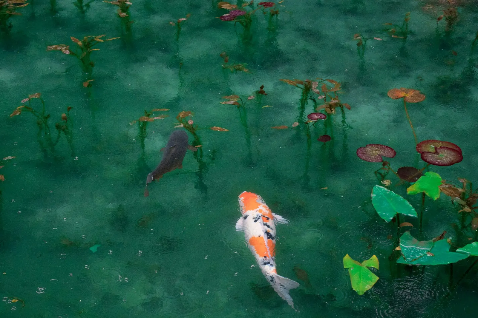 Pengertian dan Simbolisme Arti Mimpi Ikan Banyak Pengertian dan Simbolisme Arti Mimpi Ikan Banyak(credit:unsplash.com/id/@sorasagano)