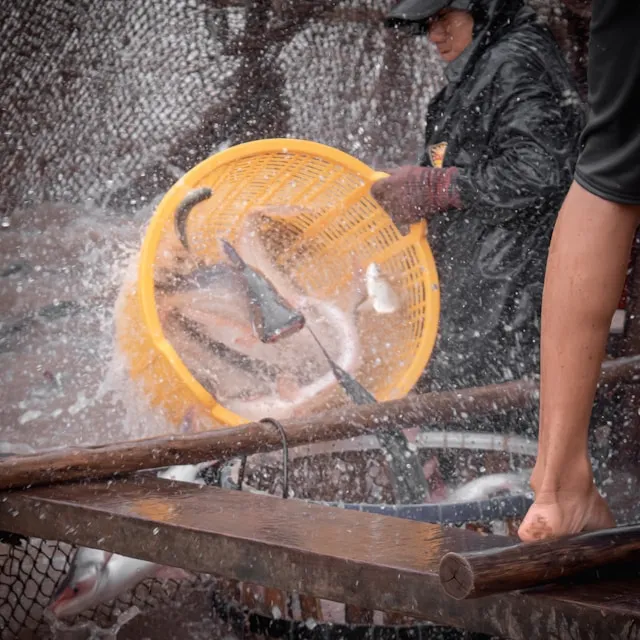 Simbolisme Ikan Lele dan Pengertiannya dalam Dunia Mimpi (c) unsplash.com