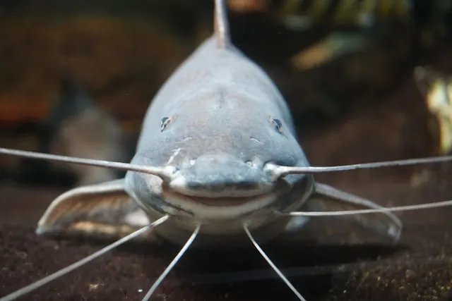 Tafsir Mimpi Ikan Lele dalam Perspektif Islam (c) unsplash.com